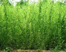 垂柳苗木供應信息-垂柳苗木批發、垂柳苗木價格、找垂柳苗木產品上