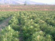 油松苗批發,油松苗廠家,油松苗價格,油松苗基地[供應]_綠化苗木_世界工廠網中國產品信息庫