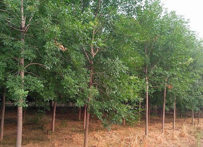 供應(yīng)綠化苗木5公分白蠟丨10公分白蠟丨15公分白蠟_農(nóng)副產(chǎn)品_世界工廠網(wǎng)