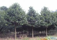 大量出售6-10公分優(yōu)質(zhì)綠化苦丁茶[供應(yīng)]_綠化苗木_世界工廠網(wǎng)中國(guó)產(chǎn)品信息庫(kù)