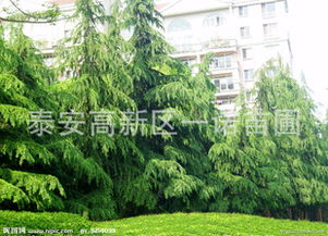 小區(qū)綠化苗木雪松樹(shù)苗四川道路綠化類(lèi)雪松樹(shù)優(yōu)質(zhì)雪松基地指導(dǎo)價(jià) 小區(qū)綠化苗木雪松樹(shù)苗四川道路綠化類(lèi)雪松樹(shù)優(yōu)質(zhì)雪松基地廠商 小區(qū)綠化苗木雪松樹(shù)苗四川道路綠化類(lèi)雪松樹(shù)優(yōu)質(zhì)雪松基地廠商