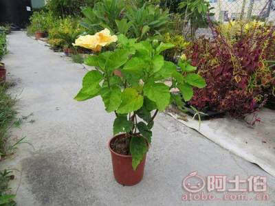 【重瓣扶桑盆栽、重瓣扶桑最新報(bào)價(jià)】綠化苗木,價(jià)格,廠家,供應(yīng)商,花木,龍海市東泗興輝園藝場(chǎng) - 產(chǎn)品庫(kù)