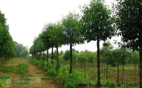 精品苗木 高顏值與氣質(zhì)的雙重追求