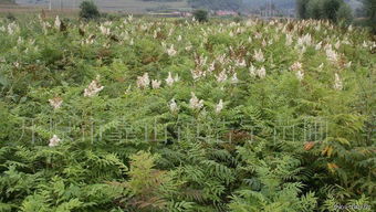 珍珠梅：花灌木中的綠化瑰寶