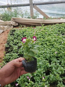 工地綠化選夏瑾 如何選購(gòu)優(yōu)質(zhì)苗木與推薦購(gòu)買(mǎi)渠道