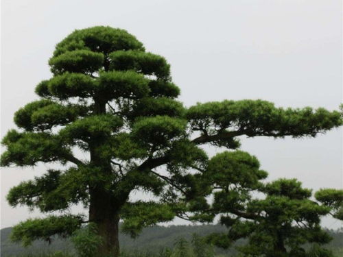 深圳造型羅漢松常見(jiàn)病害及防治方法解析