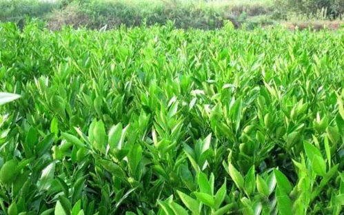 苗木移栽后的科學管理，成活率翻一番不是夢