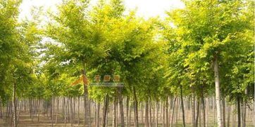 養殖網站圖片大數據在苗木產業的應用與發展前景