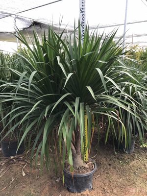 綠化苗木龍血樹直銷，價格實惠的優選供應商