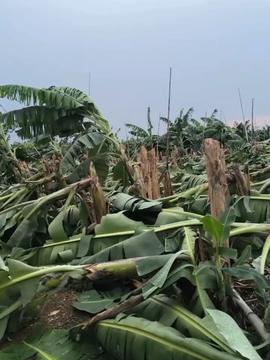 青皮蜜桔樹苗 優質農產品的種植與市場推廣策略