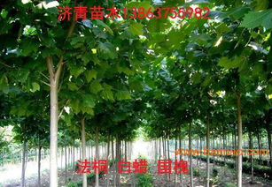 河北苗木價格 6公分法梧市場價格、生產廠家及選購指南