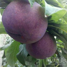 六安苗木 綠色產業的繁榮與發展