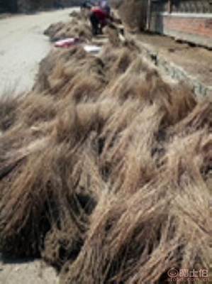 遼寧紫穗槐（棉槐）苗木及油條購買指南 開原市富春苗木經(jīng)銷處詳解