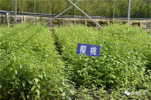 紅河縣工廠化育苗中心 年產(chǎn)300萬株苗木的綠色引擎