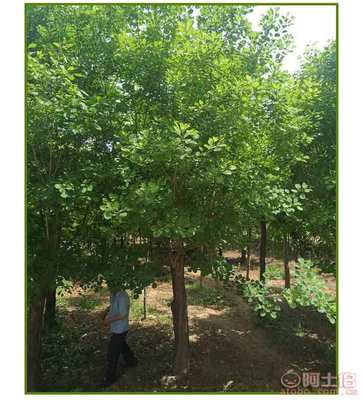 河南叢生黃櫨價(jià)格及供應(yīng)商介紹