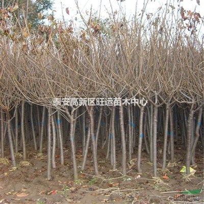 泰安高新區(qū)旺運(yùn)苗木中心 專業(yè)苗木服務(wù)與綠色生態(tài)發(fā)展