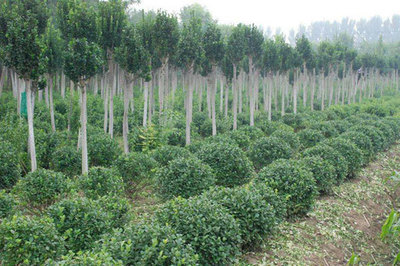 市場進(jìn)入新時(shí)期，新思路引領(lǐng)苗木產(chǎn)業(yè)創(chuàng)新突破