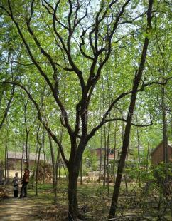 出售苗木與百年柿子樹 市場行情、廠家選擇與采購指南