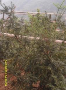 浙江紹興優(yōu)質(zhì)香榧苗供應(yīng) 嫁接苗與實(shí)生苗，3公分至5公分規(guī)格齊全