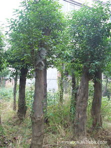 產地苗農優價直銷香樟等苗木，盡在農苗網——湖南寧鄉菁華綠化苗木場