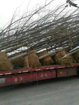 綠化苗木產品與苗木圖片信息解析