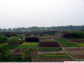 苗木種植場地介紹