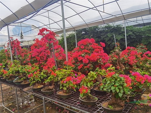 福建花卉苗木最佳網絡人氣獎評選圓滿落幕