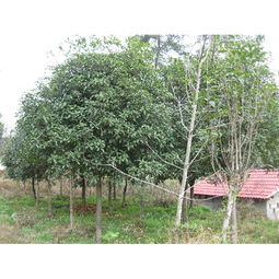 桂林銀杏樹與優質苗木——全州惠民苗木基地的精品選擇