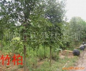 供應優質竹柏樹 價格、廠商及選購指南