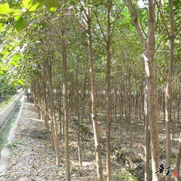 安徽滁州儒林苗木園藝 專業苗木與園藝產品展示