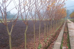 園林綠化苗木精選 多樣品種，優(yōu)質(zhì)服務(wù)