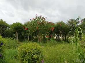 G324國道 一條由苗木織就的流動(dòng)景觀長(zhǎng)廊