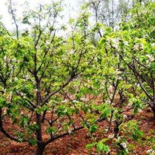 農(nóng)產(chǎn)品苗木市場(chǎng)概覽 價(jià)格、批發(fā)渠道與優(yōu)質(zhì)廠家探尋