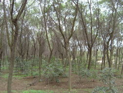 金合歡苗木 浙江海寧市長(zhǎng)春綠化苗木調(diào)劑中心的優(yōu)選之材