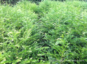 優(yōu)質(zhì)綠化苗木紅豆杉采購指南 價(jià)格、廠商與資源平臺(tái)